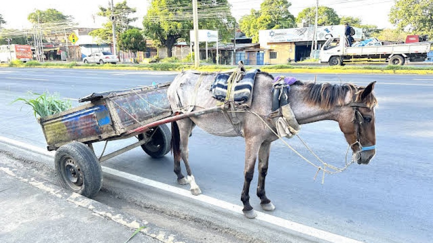 О чем нам может напомнить обычная лошадь из Никарагуа